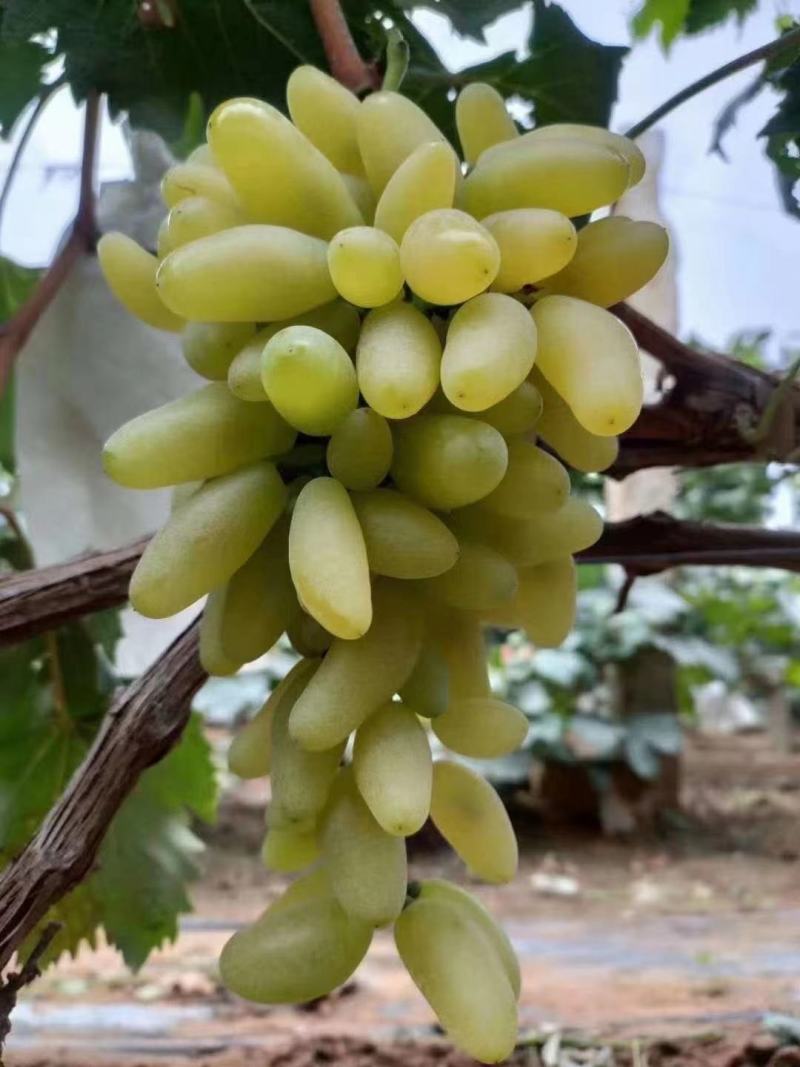 金手指葡萄苗《品种纯正》放心苗38年种植质壮苗纯