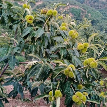主营:板栗