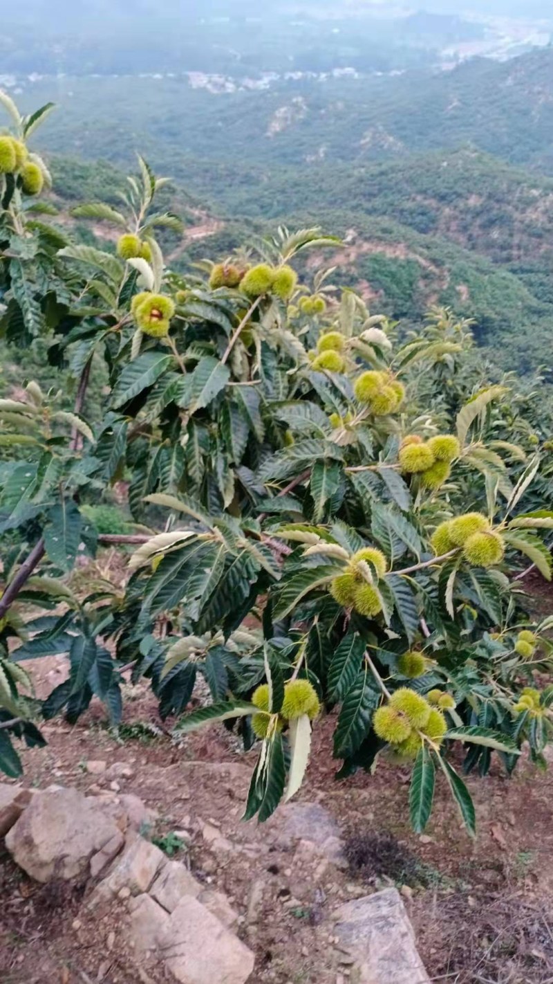 主营:板栗