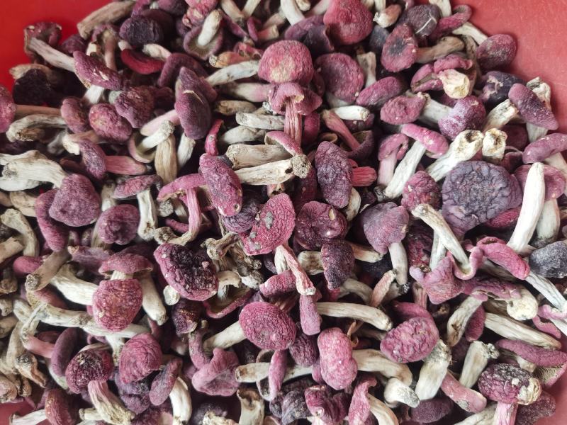 深山野生红菇红蘑菇红椎菌紫红菇净重包邮量大从优