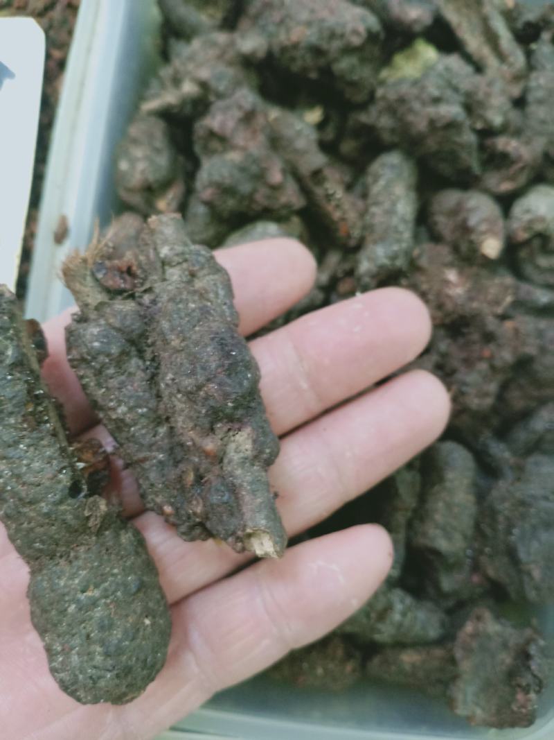 紫草茸，正品紫胶质量保证，经营各种中药材欢迎咨询合作！