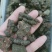 紫草茸，正品紫胶质量保证，经营各种中药材欢迎咨询合作！