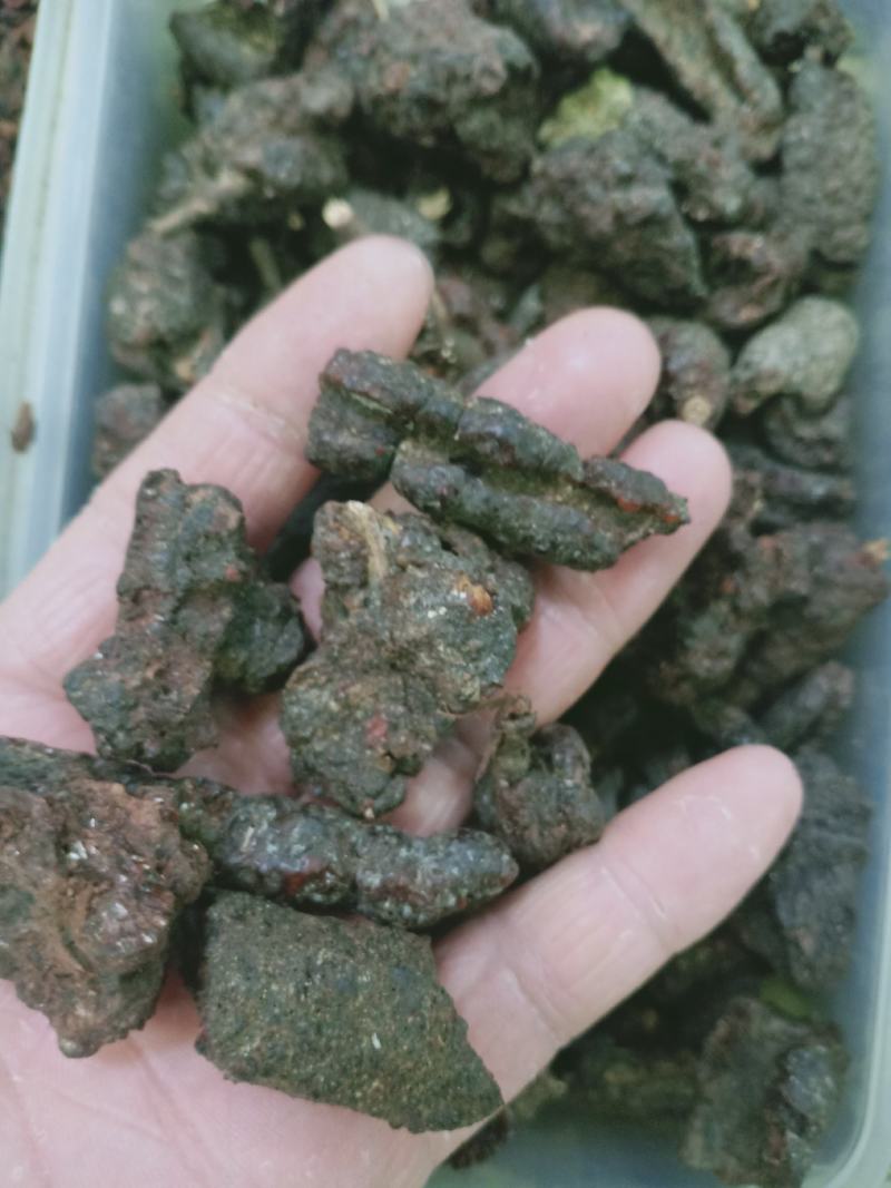 紫草茸，正品紫胶质量保证，经营各种中药材欢迎咨询合作！