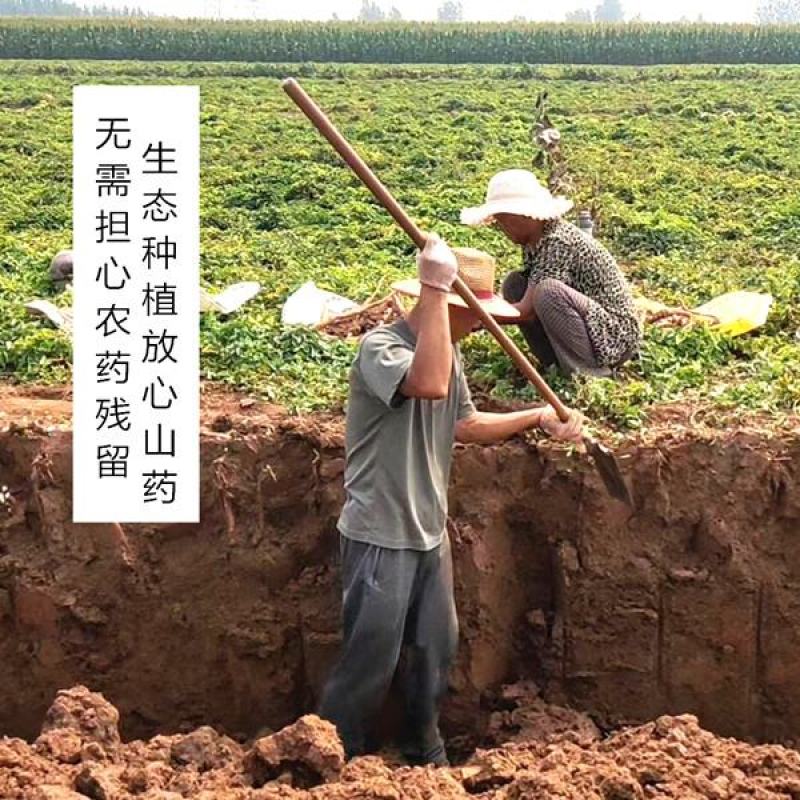 铁棍山药河南温县垆土铁棍怀山原产地铁杆怀淮山药