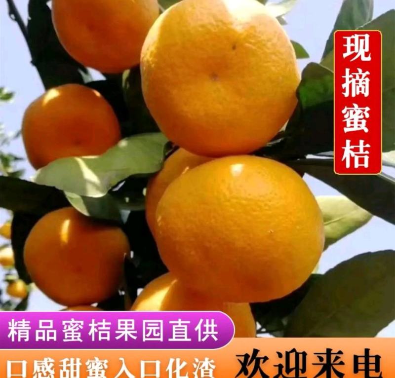 涌泉蜜橘宫川蜜桔小红桔大炮丑桔不知火沙糖桔黄岩蜜