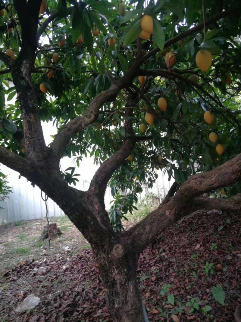 耀堂仙桃树苗蛋黄果的升级版大果湿包口感