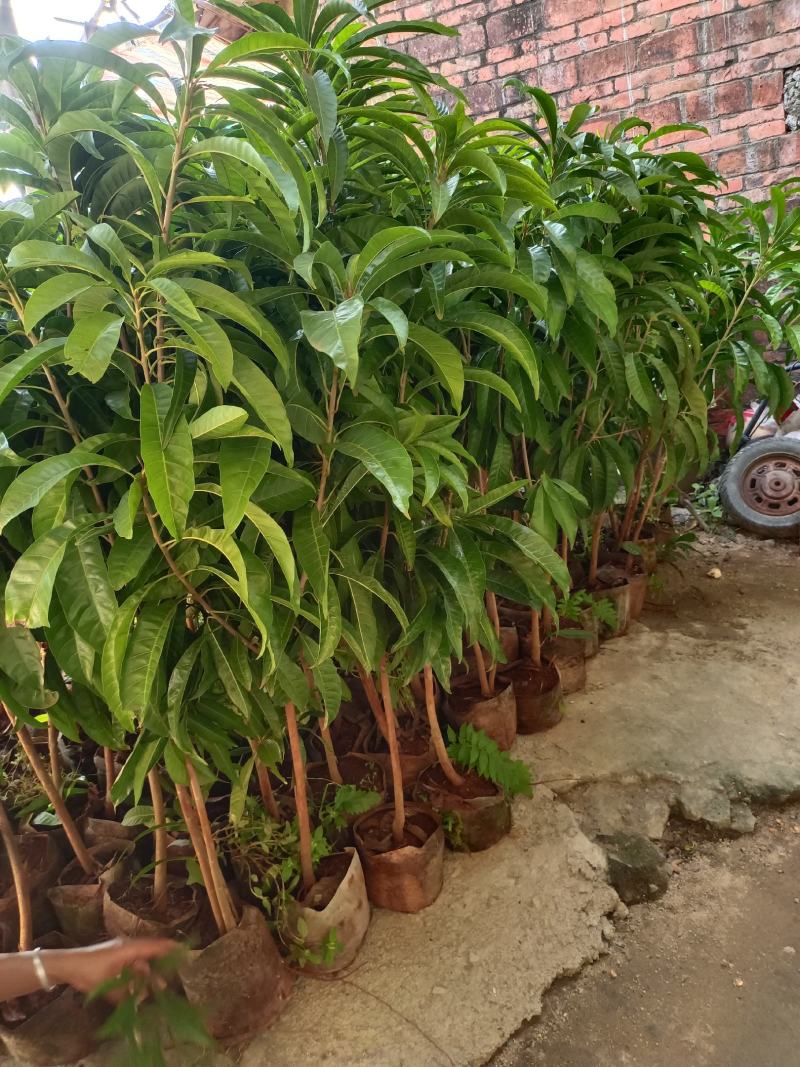 耀堂仙桃树苗蛋黄果的升级版大果湿包口感