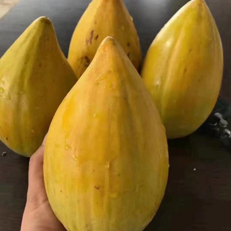 耀堂仙桃树苗蛋黄果的升级版大果湿包口感