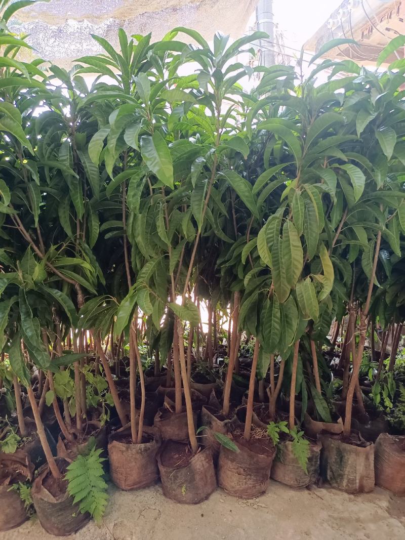 耀堂仙桃树苗蛋黄果的升级版大果湿包口感