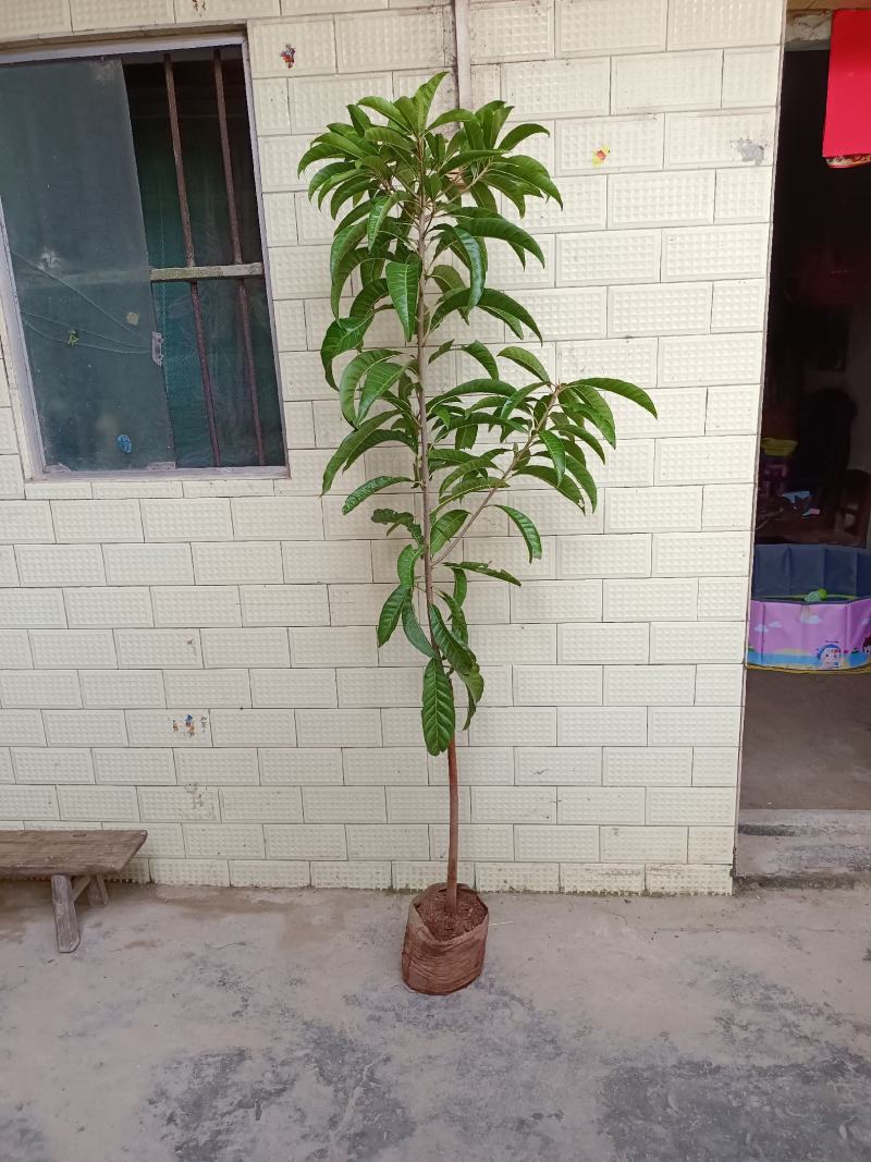 耀堂仙桃树苗蛋黄果的升级版大果湿包口感