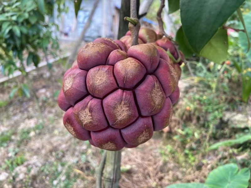 黑老虎果