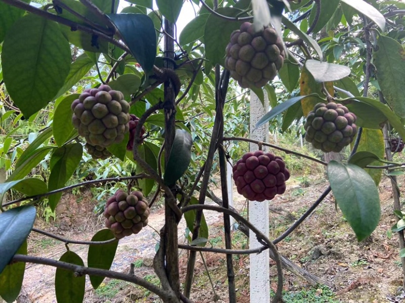 黑老虎果