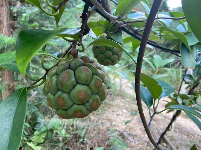 黑老虎果