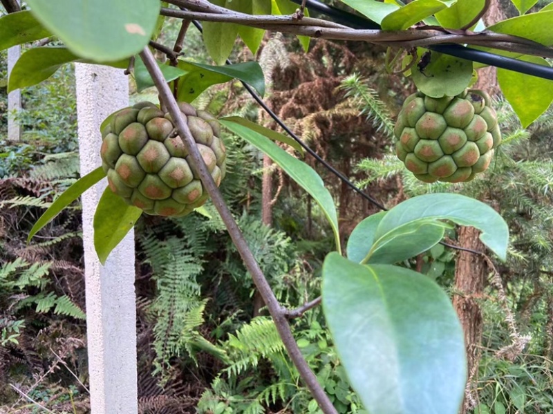 黑老虎果