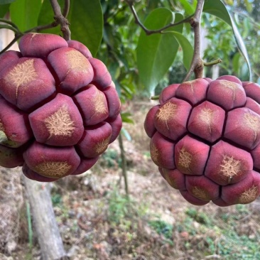 黑老虎果