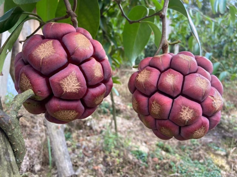 黑老虎果