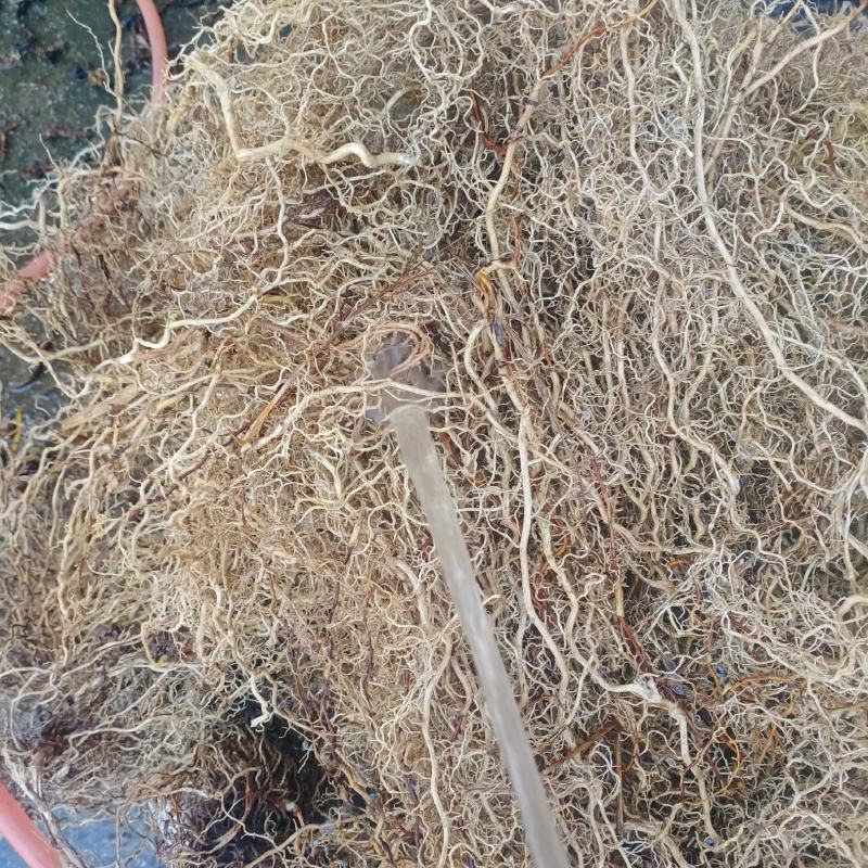 牛尾菜，牛尾参，贵州本地水洗无泥干货一手货源，欢迎订购