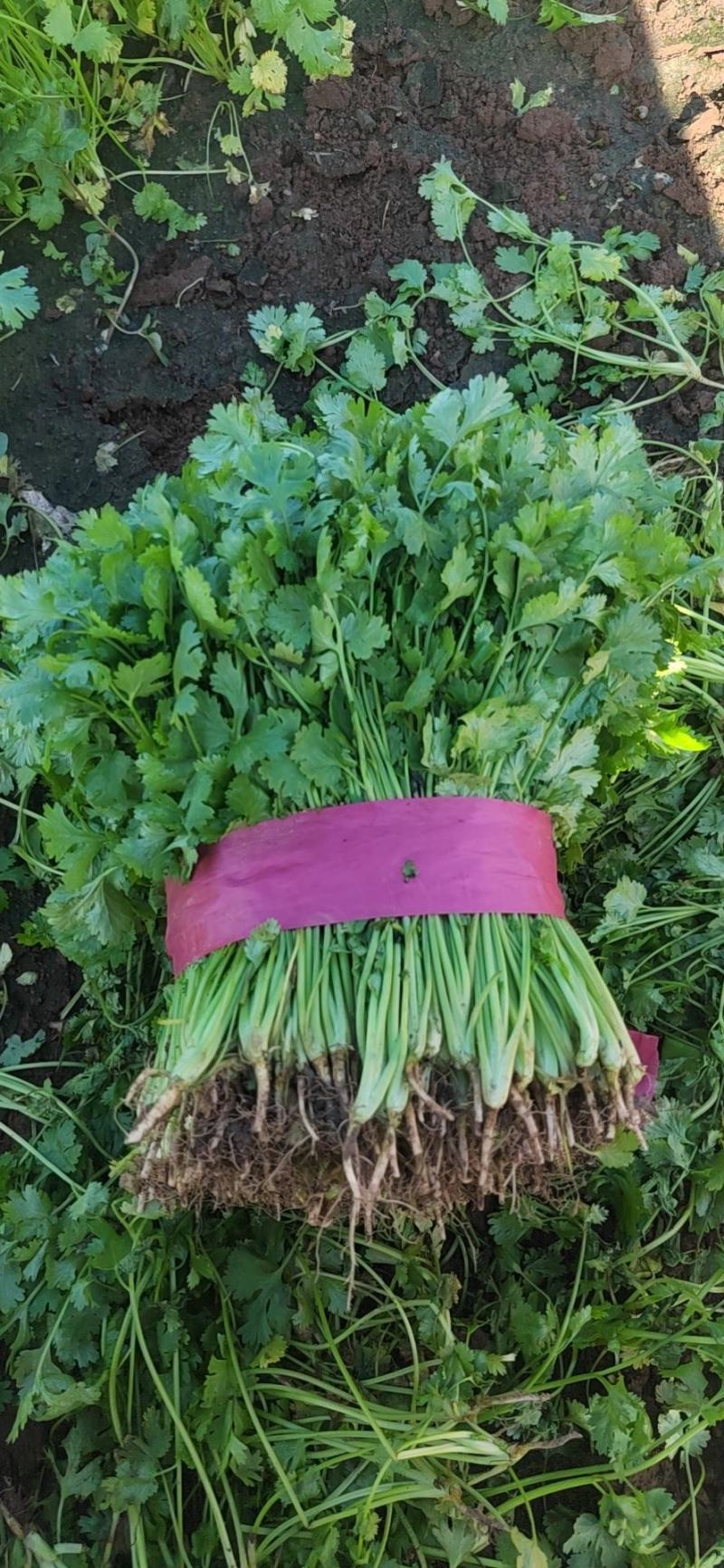 【大叶香菜】脱水食品厂原料割根香菜河南万亩基地代发全国电