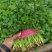 【大叶香菜】脱水食品厂原料割根香菜河南万亩基地代发全国电