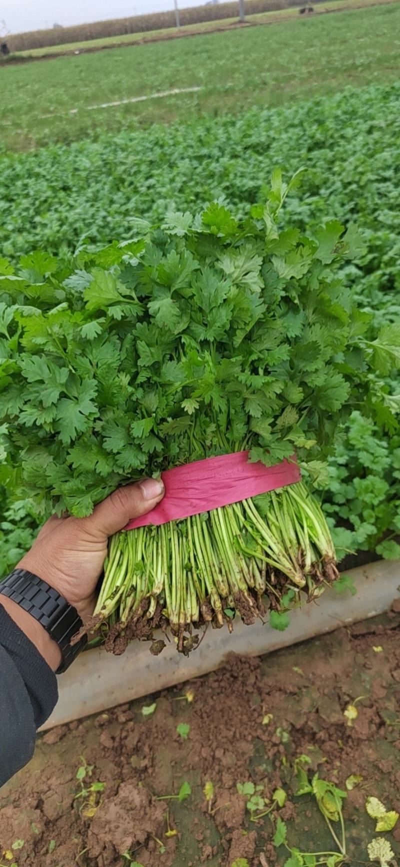 【大叶香菜】脱水食品厂原料割根香菜河南万亩基地代发全国电