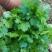 【大叶香菜】脱水食品厂原料割根香菜河南万亩基地代发全国电