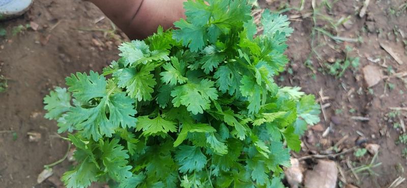 【大叶香菜】脱水食品厂原料割根香菜河南万亩基地代发全国电