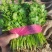 【大叶香菜】脱水食品厂原料割根香菜河南万亩基地代发全国电