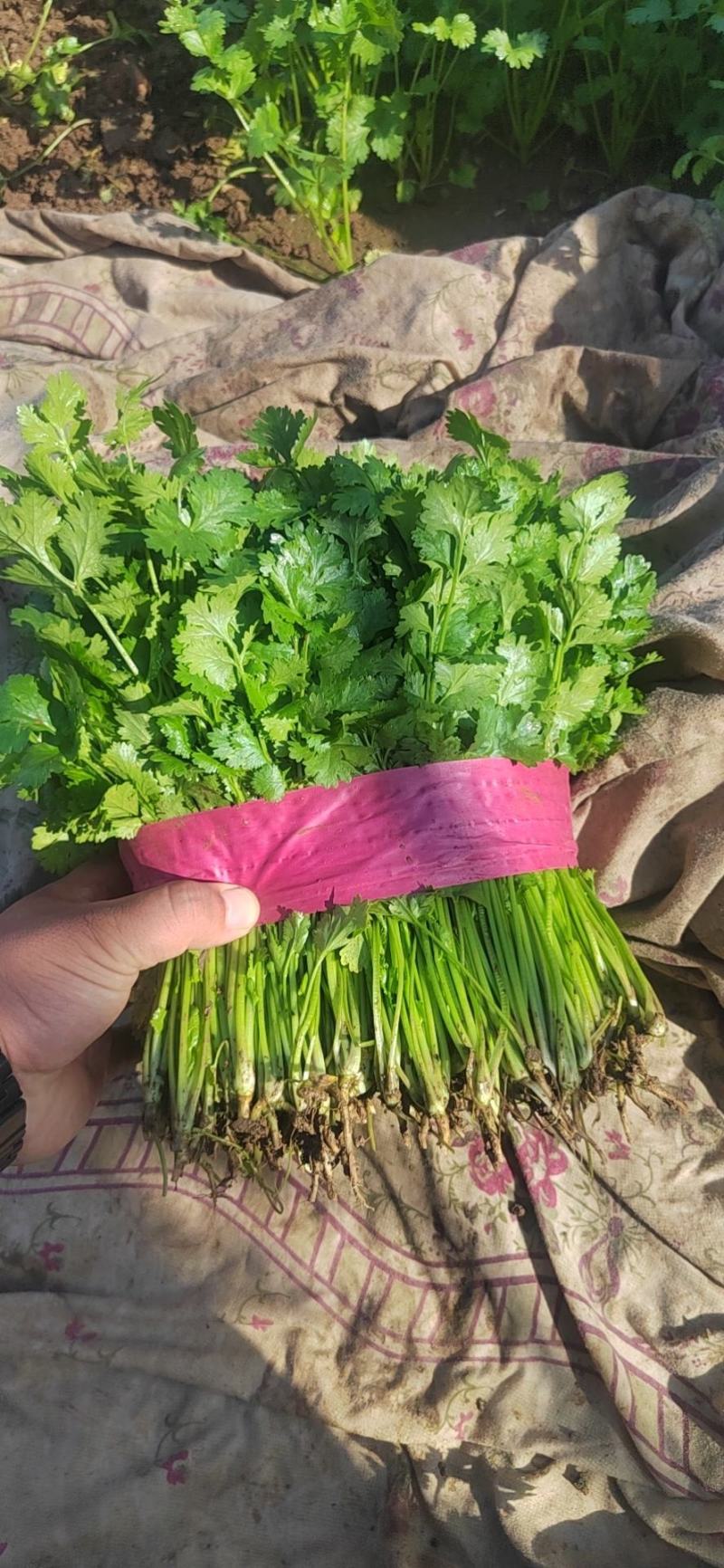 【大叶香菜】脱水食品厂原料割根香菜河南万亩基地代发全国电