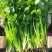 【大叶香菜】脱水食品厂原料割根香菜河南万亩基地代发全国电