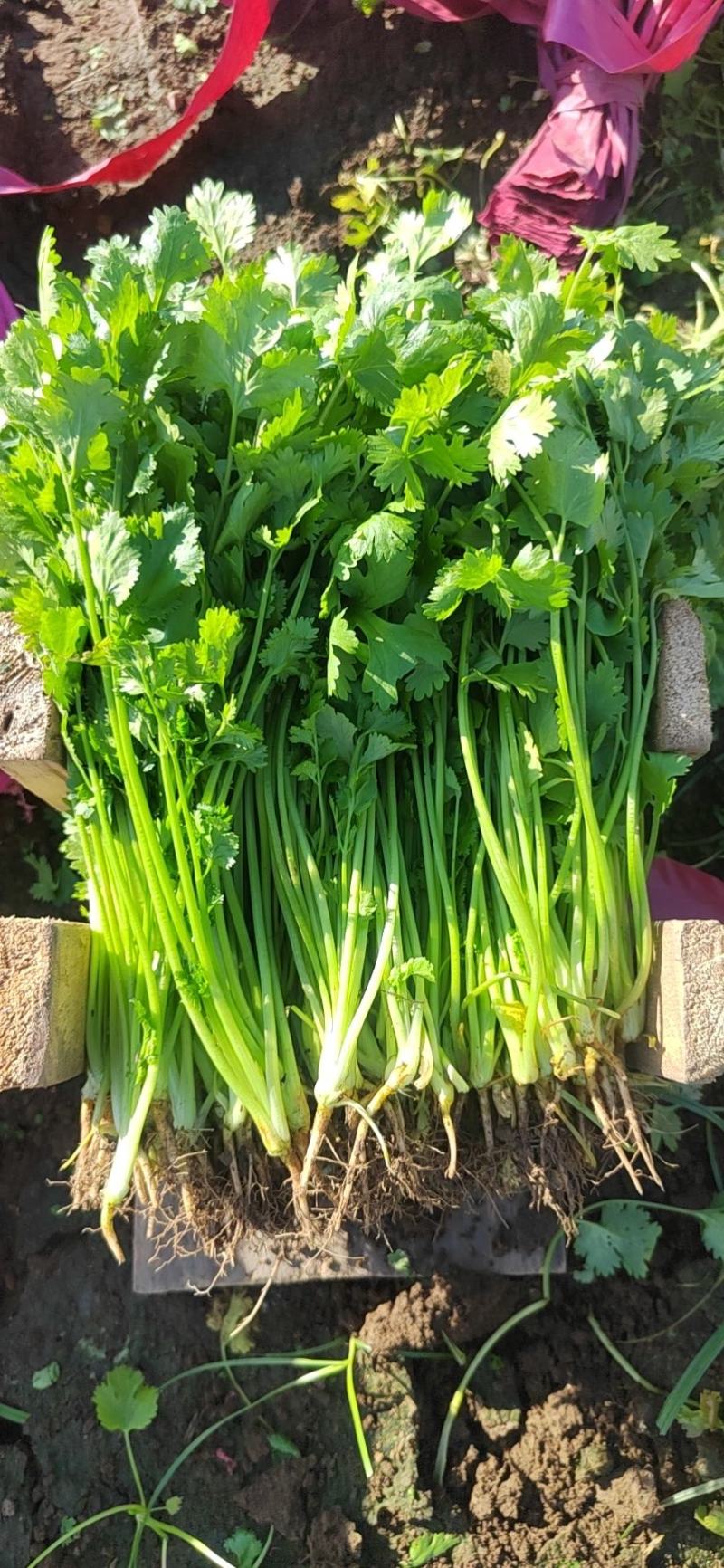 【大叶香菜】脱水食品厂原料割根香菜河南万亩基地代发全国电