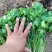 【大叶香菜】脱水食品厂原料割根香菜河南万亩基地代发全国电