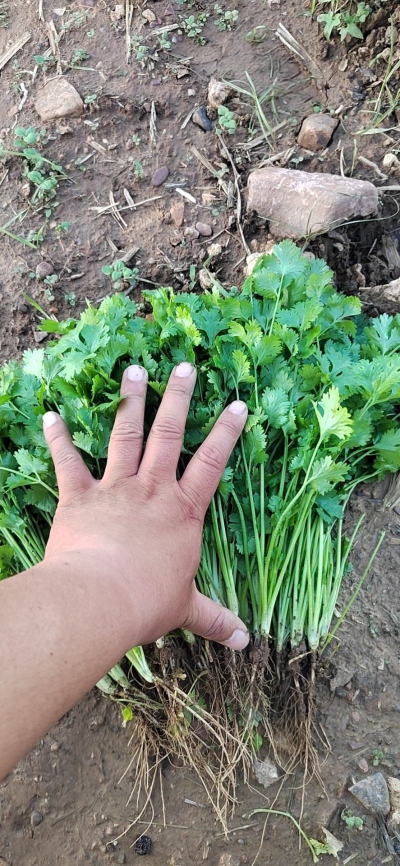 【大叶香菜】脱水食品厂原料割根香菜河南万亩基地代发全国电