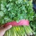 【大叶香菜】脱水食品厂原料割根香菜河南万亩基地代发全国电