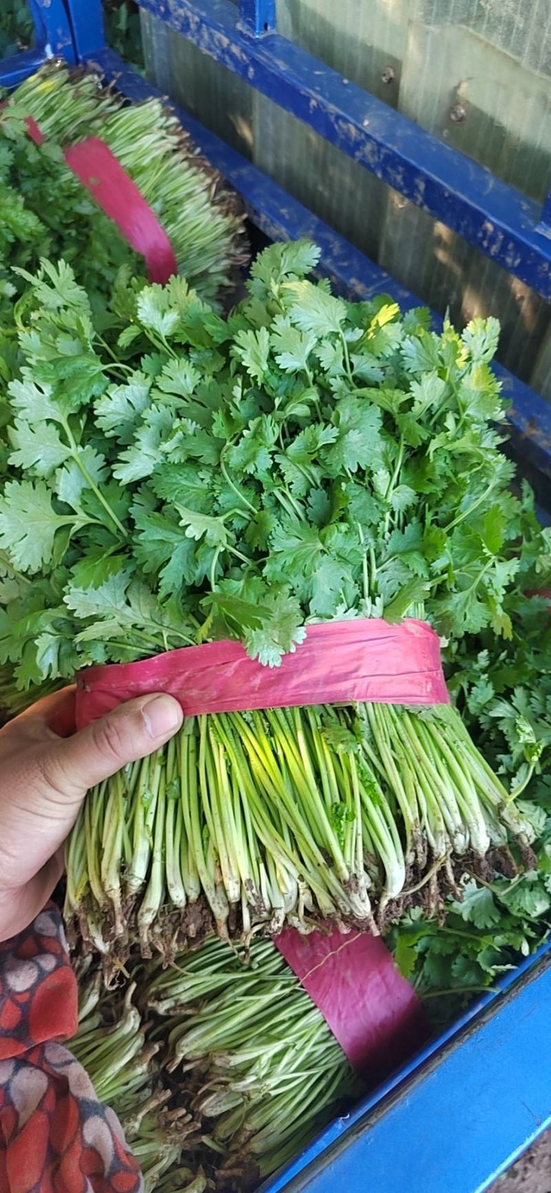 【大叶香菜】脱水食品厂原料割根香菜河南万亩基地代发全国电
