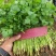 【大叶香菜】脱水食品厂原料割根香菜河南万亩基地代发全国电