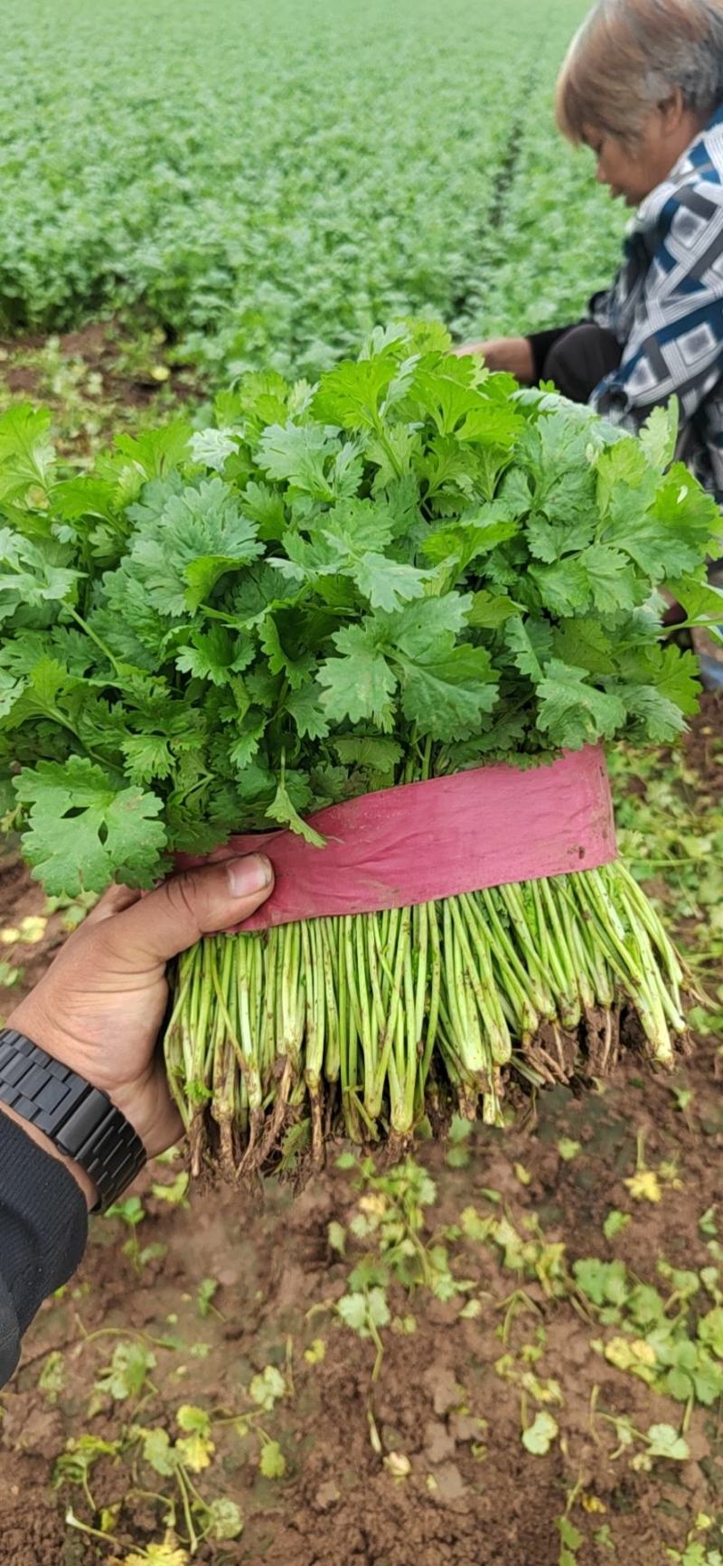 【大叶香菜】脱水食品厂原料割根香菜河南万亩基地代发全国电