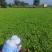 【大叶香菜】脱水食品厂原料割根香菜河南万亩基地代发全国电