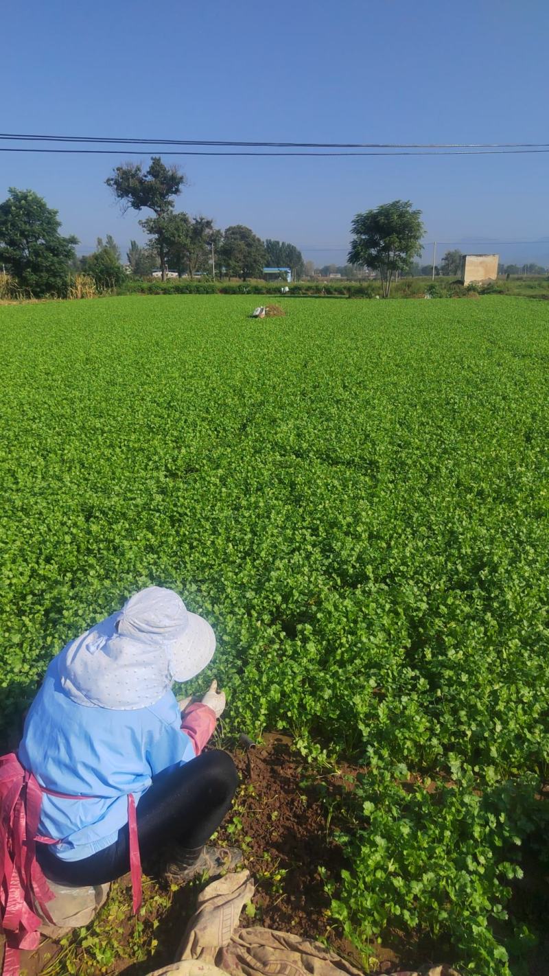 【大叶香菜】脱水食品厂原料割根香菜河南万亩基地代发全国电