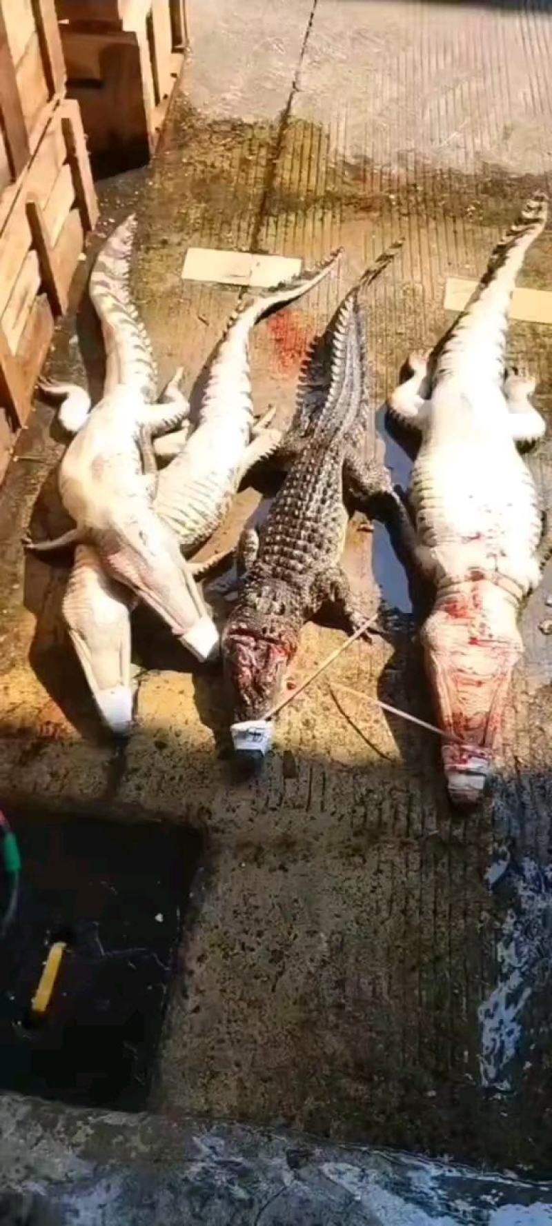 商品鳄鱼可帮杀每条都可带合法养殖的标签可直接下单