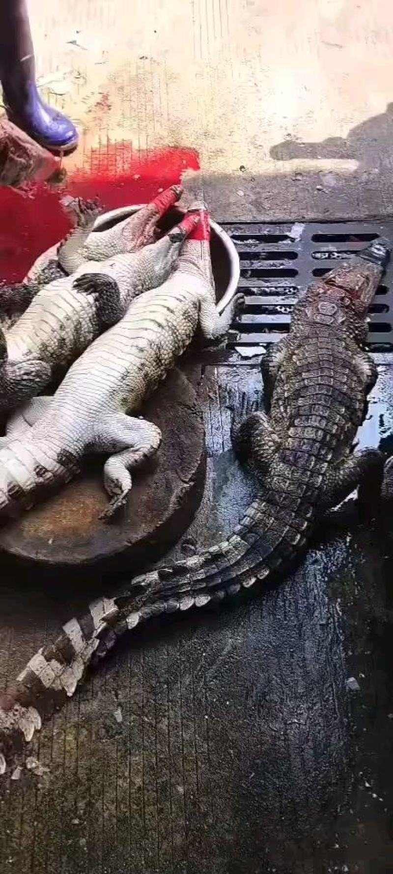 商品鳄鱼可帮杀每条都可带合法养殖的标签可直接下单