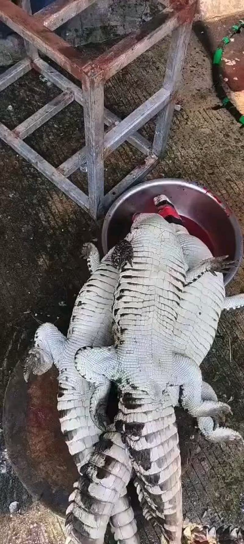 商品鳄鱼可帮杀每条都可带合法养殖的标签可直接下单