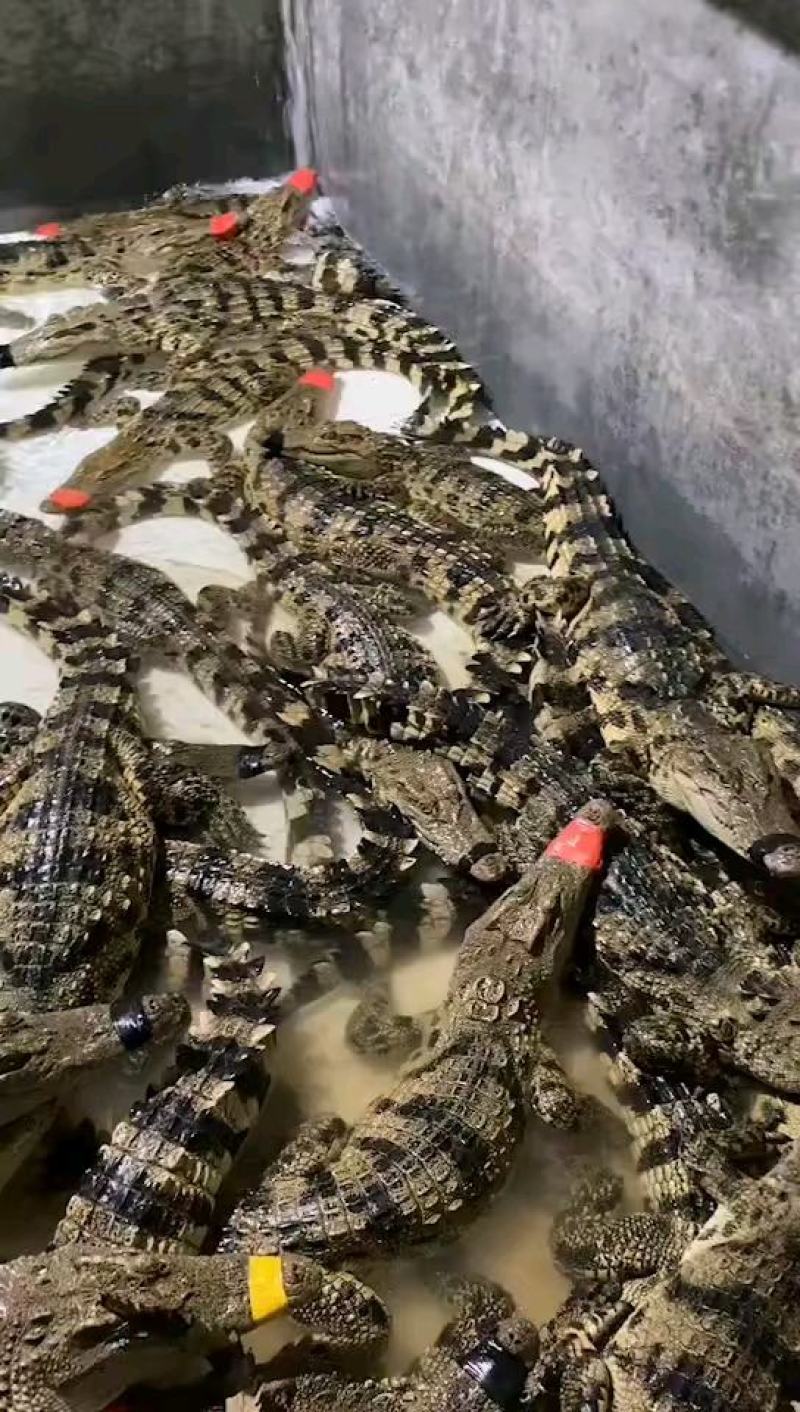商品鳄鱼每条都可带合法养殖的标签可直接下单