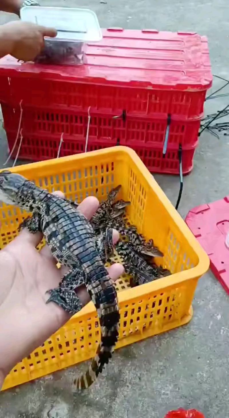 商品鳄鱼每条都可带合法养殖的标签可直接下单