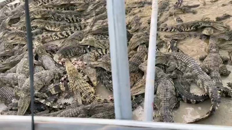 商品鳄鱼每条都可带合法养殖的标签可直接下单