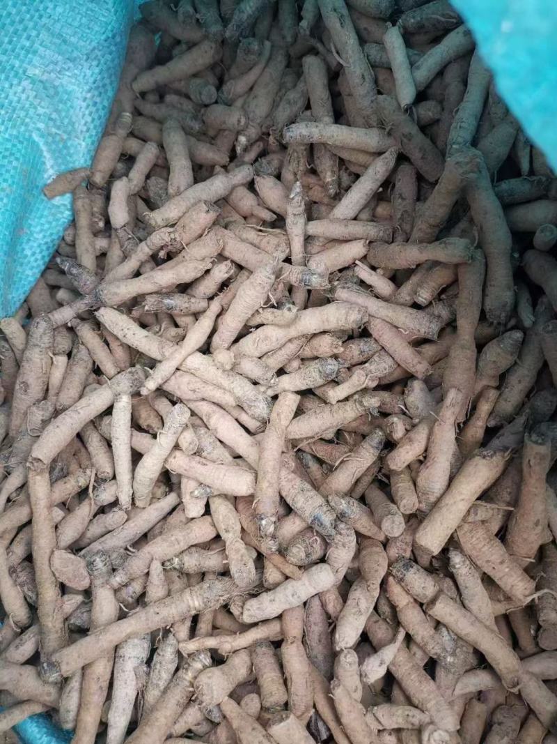 仙茅，仙茅根质量保证现货供应欢迎咨询合作！
