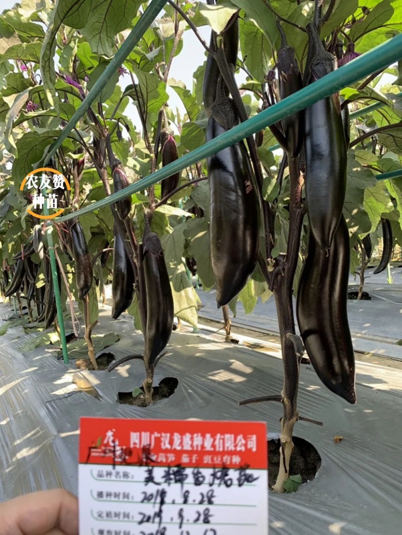 烧烤茄种子龙盛美糯香烤茄早熟杂交一代茄子种子清香好吃
