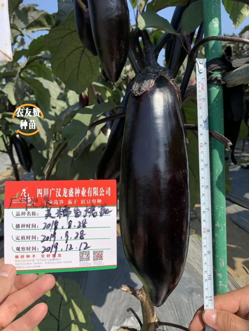 烧烤茄种子龙盛美糯香烤茄早熟杂交一代茄子种子清香好吃