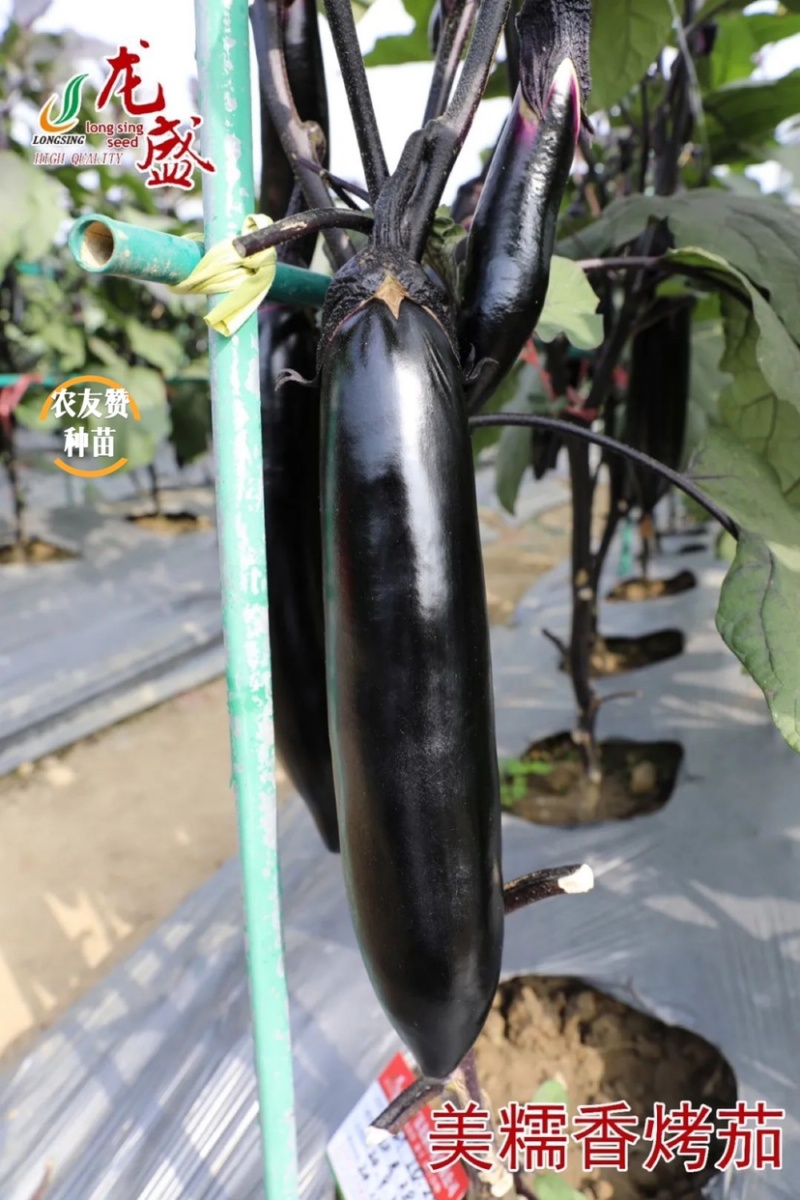 烧烤茄种子龙盛美糯香烤茄早熟杂交一代茄子种子清香好吃
