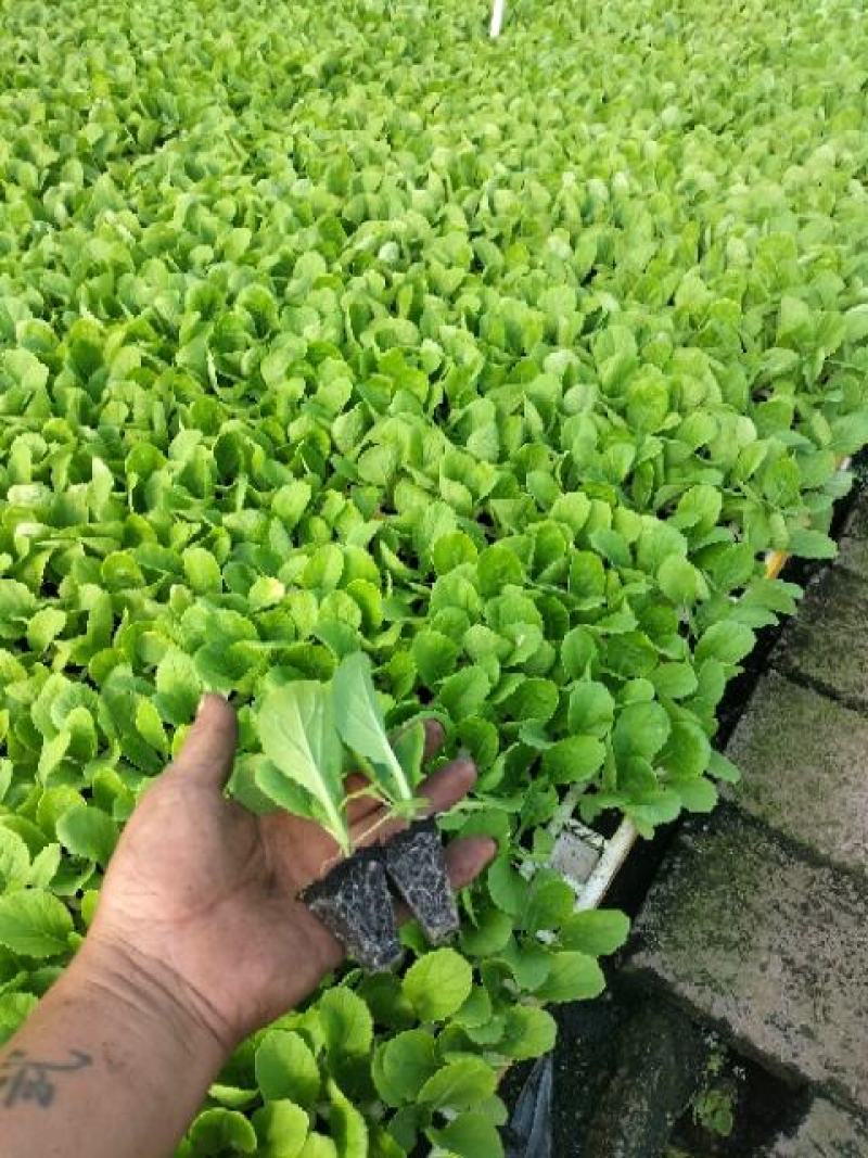 优质大白菜苗，清秀整齐，品种好，产量高，苗子根系发达