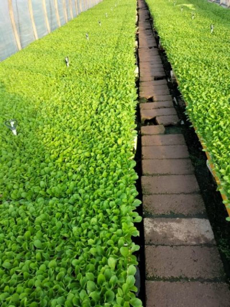 优质大白菜苗，清秀整齐，品种好，产量高，苗子根系发达